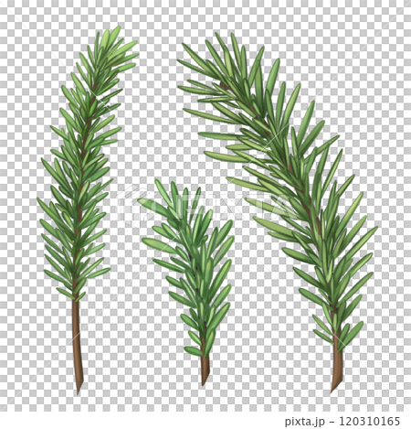 Spruce twigs for organic home decor, gifts, festive bouquets and wreaths. Eco friendly Christmas, seasonal events. Natural materials, environmentally friendly design elements. Isolated illustration Spruce twigs for organic home decor, gifts, festive bouquets and wreaths. Eco friendly Christmas, seasonal events. Natural materials, environmentally friendly design elements. Isolated illustration 120310165