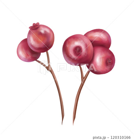Twigs of bright juicy cranberries. A berry for eco-friendly decor, festive wreaths, bouquets. Material for handmade, creativity. Organic and sustainable Christmas, New year. Isolated illustration Twigs of bright juicy cranberries. A berry for eco-friendly decor, festive wreaths, bouquets. Material for handmade, creativity. Organic and sustainable Christmas, New year. Isolated illustration 120310166