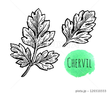 Chervil herb ink sketch. Chervil herb ink sketch. 120310333