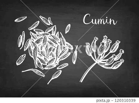 Cumin seeds chalk sketch. Cumin seeds chalk sketch. 120310339