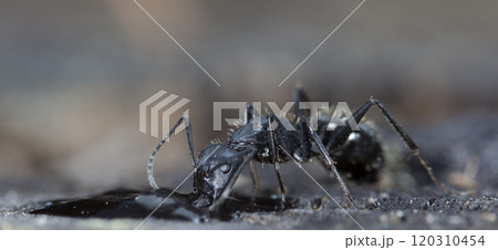 big forest ants in a native habitat 120310454