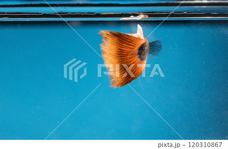 colorful fishes in aquarium 120310867