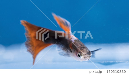 colorful fishes in aquarium colorful fishes in aquarium 120310880