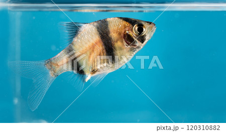 colorful fishes in aquarium 120310882