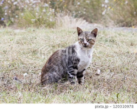 wild street cat, pets 120310978