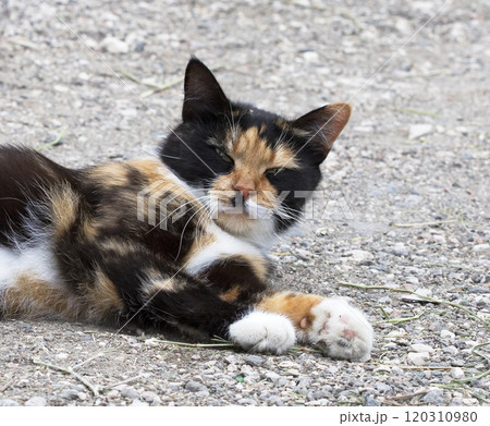 wild street cat, pets wild street cat, pets 120310980
