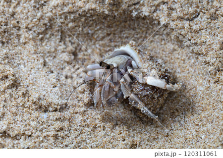 small hermit crab on the beach, night shooting by the ocean small hermit crab on the beach, night shooting by the ocean 120311061