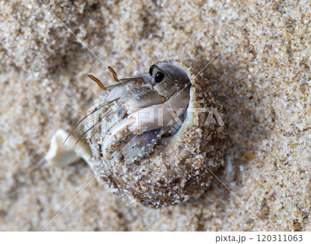 small hermit crab on the beach, night shooting by the ocean small hermit crab on the beach, night shooting by the ocean 120311063