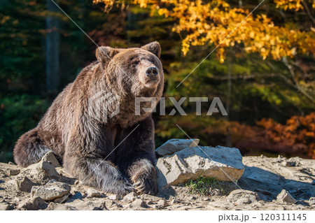 A brown bear relaxes on a rocky shore amidst autumn foliage in a serene natural setting during the golden hour of the late afternoon A brown bear relaxes on a rocky shore amidst autumn foliage in a serene natural setting during the golden hour of the late afternoon 120311145