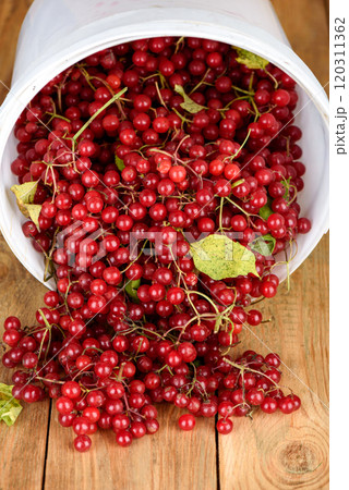 Ripe freshly picked viburnum berries spill out of a bucket onto a wooden surface. 120311362