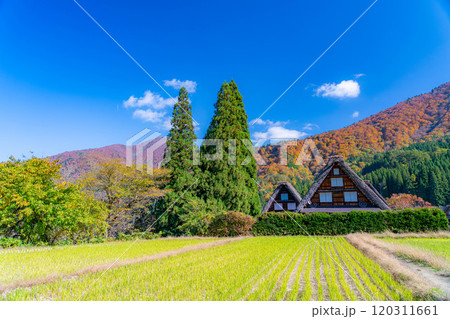 【世界遺産】紅葉真っ盛りの白川郷・三連合掌【岐阜県】 【世界遺産】紅葉真っ盛りの白川郷・三連合掌【岐阜県】 120311661