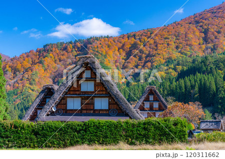 【世界遺産】紅葉真っ盛りの白川郷・三連合掌【岐阜県】 120311662