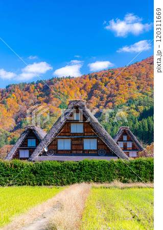 【世界遺産】紅葉真っ盛りの白川郷・三連合掌【岐阜県】 【世界遺産】紅葉真っ盛りの白川郷・三連合掌【岐阜県】 120311669