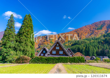 【世界遺産】紅葉真っ盛りの白川郷・三連合掌【岐阜県】 120311674