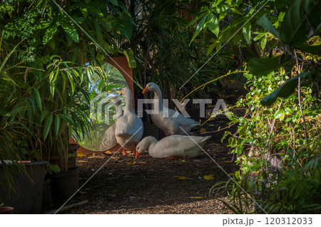 Three white geese exploring a lush garden with a pond 120312033