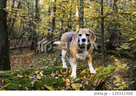 A dog that has a tag is sitting comfortably in a large pile of leaves A dog that has a tag is sitting comfortably in a large pile of leaves 120312308