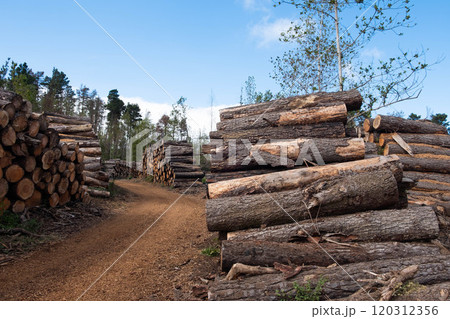 Massive Stack of Timber Logs in a Forest Clearing 120312356