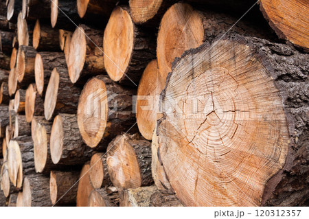 Close-Up of Tree Logs in a Lumberyard Close-Up of Tree Logs in a Lumberyard 120312357