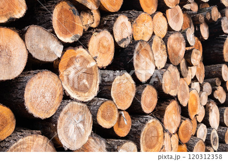 Stacked Timber Logs - Natural Wood Texture Background Stacked Timber Logs - Natural Wood Texture Background 120312358