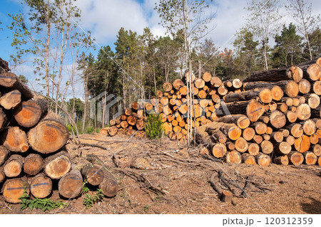 Stacked logs in forest. pile of cut trees, lumber industry scene Stacked logs in forest. pile of cut trees, lumber industry scene 120312359