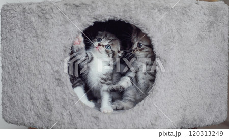 A cute fluffy pet kittens look out of the hole. Funny adorable domestic kittens playing together. A cute fluffy pet kittens look out of the hole. Funny adorable domestic kittens playing together. 120313249
