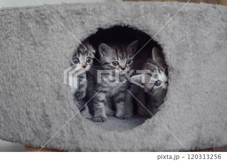 A cute fluffy pet kittens look out of the hole. Funny adorable domestic kittens playing together. 120313256