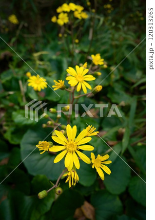 ツワブキ 120313265