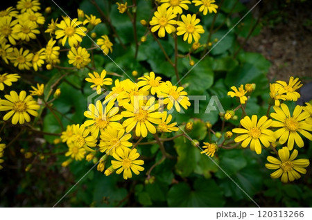 ツワブキ 120313266