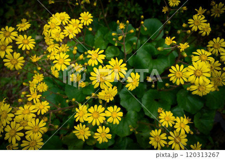 ツワブキ 120313267