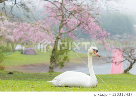 しだれ桜と白鳥(大分県別府市) しだれ桜と白鳥(大分県別府市) 120313437