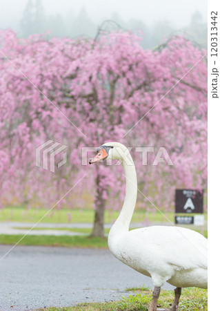 しだれ桜と白鳥(大分県別府市) しだれ桜と白鳥(大分県別府市) 120313442