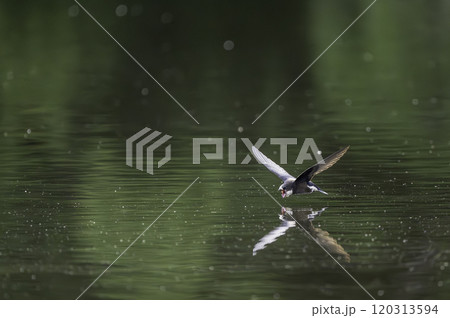 飛翔するハリオアマツバメ 120313594