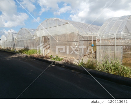 ビニールハウス 120313681