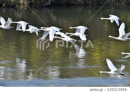 飛んでいく白鳥の群れ 飛んでいく白鳥の群れ 120313956