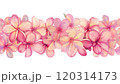 Watercolor  of Plumeria seamless  border  isolated on a white or transparent background 120314173