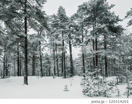 Forest in Estonia, covered with snow. Winter seasonal landscape 120314201
