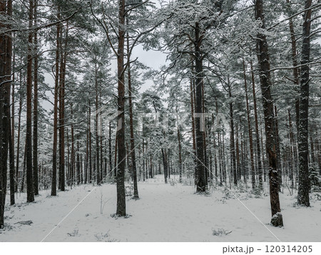 Forest in Estonia, covered with snow. Winter seasonal landscape Forest in Estonia, covered with snow. Winter seasonal landscape 120314205