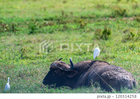 Bufalo in Lake Nakuru National Park 120314258