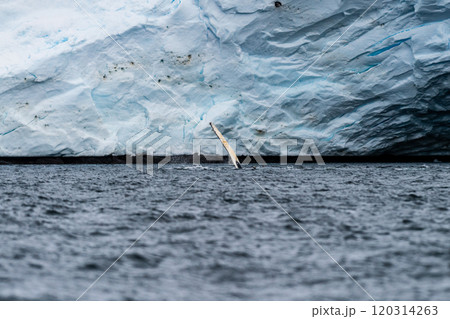 Lateral fin of a Humpback Whale 120314263