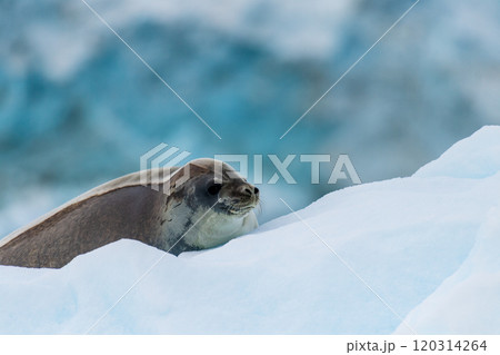 Close-up of a Weddell seal 120314264