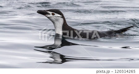 Swimming and Jumping Penguins among the Antarctic Sea Ice 120314265