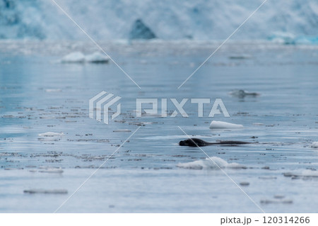 Telephoto of a hunting leapard seal 120314266