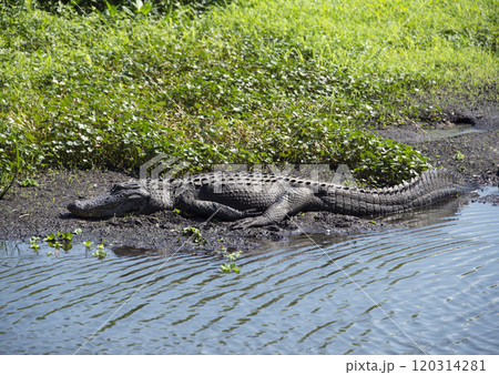Large Alligator Resting Near Lake in Florida. Large Alligator Resting Near Lake in Florida. 120314281