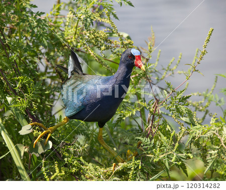 Purple gallinule perching in Florida wetland Purple gallinule perching in Florida wetland 120314282