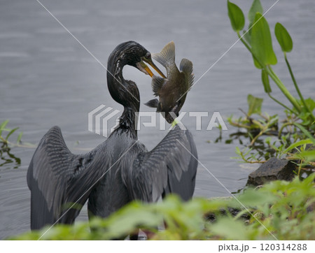 Anhinga feeds on Large Fish in Florida wetlands Anhinga feeds on Large Fish in Florida wetlands 120314288