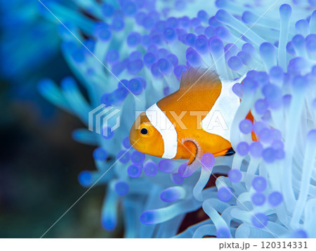 イソギンチャクとクマノミ 120314331