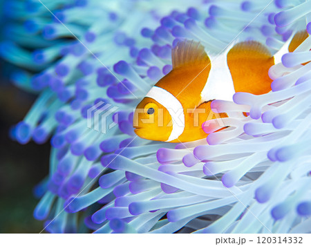 イソギンチャクとクマノミ 120314332