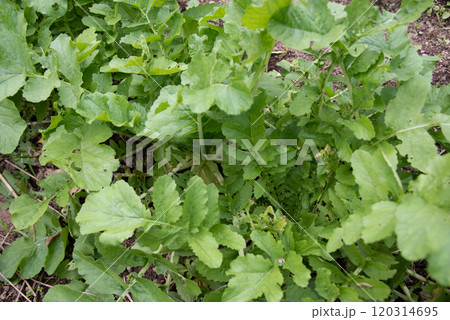 畑で育つダイコン 畑で育つダイコン 120314695