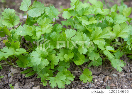 畑で育つパクチー 畑で育つパクチー 120314696