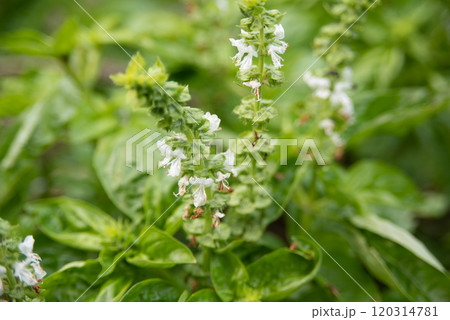 バジルの花 120314781